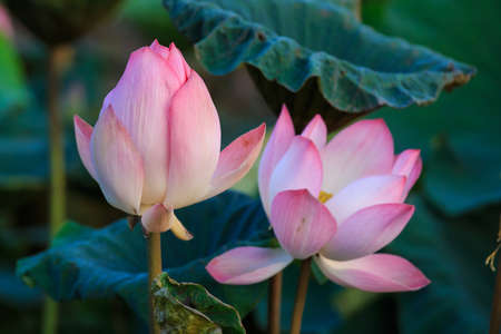 PInk Lotus on the Riverの写真素材
