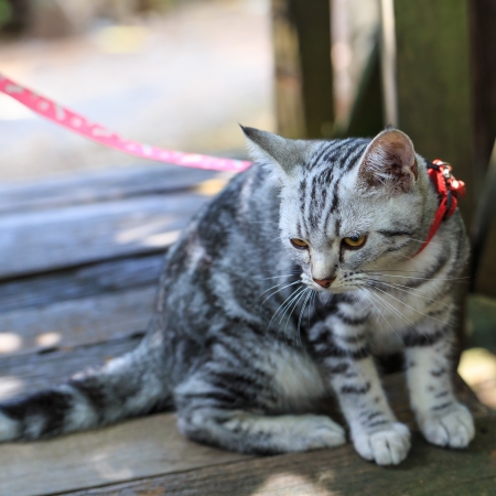 American Shorthair cat の写真素材