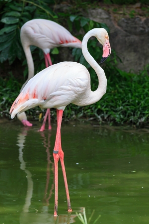 Greater Flamingo (Phoenicopterus roseus)の写真素材