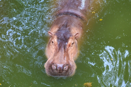 hippopotamus swimming in the waterの写真素材