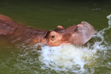 hippopotamus swimming in the waterの写真素材