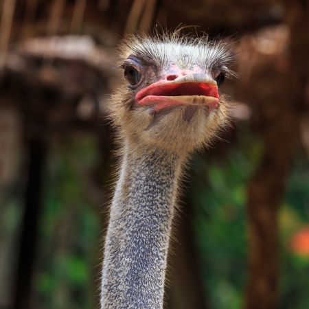 ostrich emuの写真素材