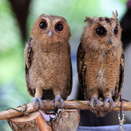 Little owl.の写真素材