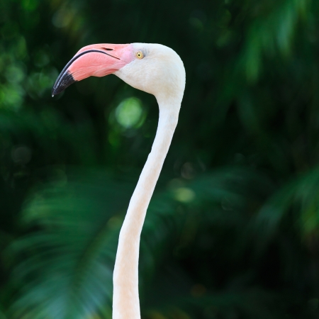 Greater Flamingo (Phoenicopterus roseus)の写真素材