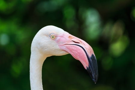 Greater Flamingo (Phoenicopterus roseus)の写真素材