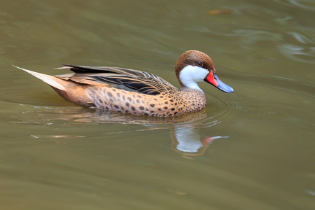 Lesser whistling duck,の写真素材
