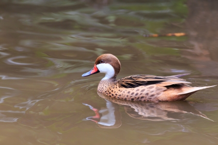 Lesser whistling duck,の写真素材