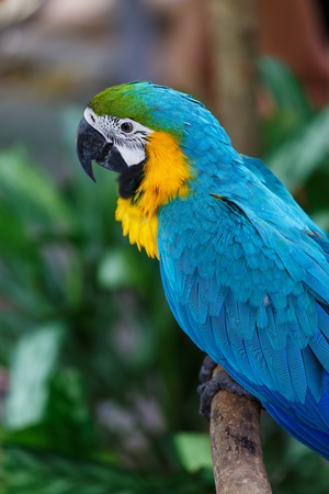 Macaw Birdの写真素材