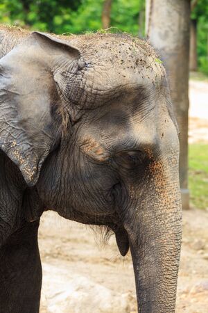 Asian elephants.の写真素材