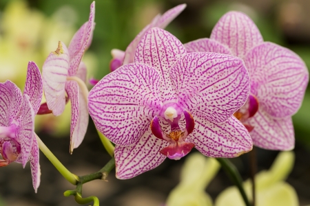 phalaenopsis orchidの写真素材