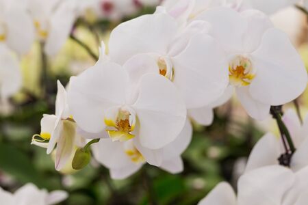 phalaenopsis orchidの写真素材
