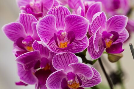 phalaenopsis orchidの写真素材