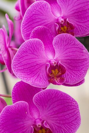 phalaenopsis orchidの写真素材