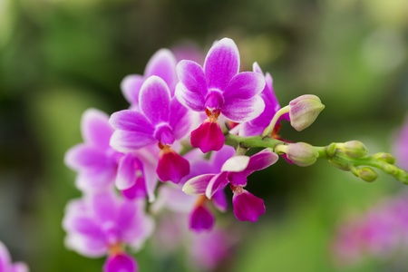 phalaenopsis orchidの写真素材
