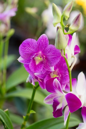 Purple orchid の写真素材