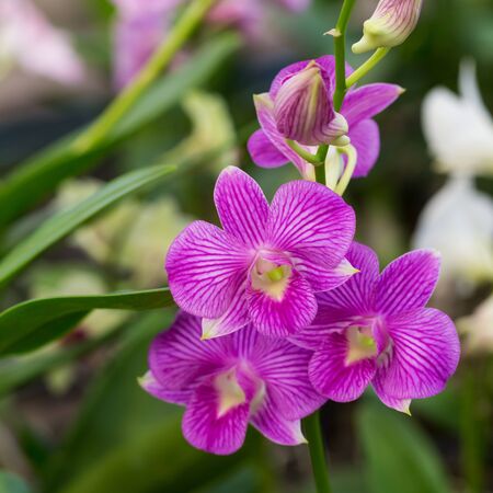 Purple orchid の写真素材