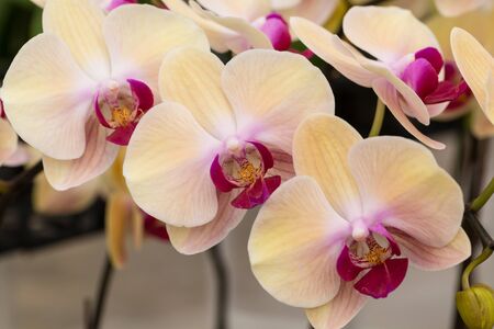 phalaenopsis orchidの写真素材