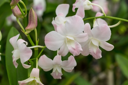 White orchids の写真素材
