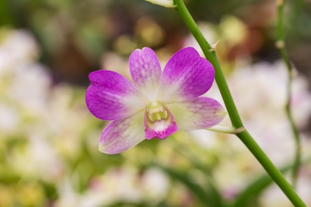 Purple orchid の写真素材