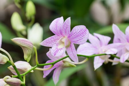 Dendrobium orchids の写真素材