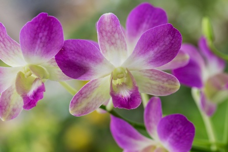 Purple orchid の写真素材