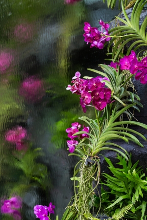 Vanda Orchidの写真素材
