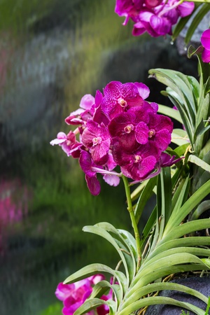 Vanda Orchidの写真素材