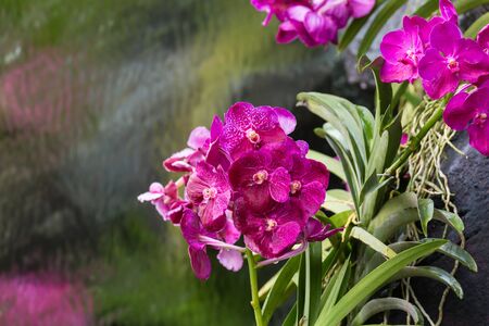 Vanda Orchidの写真素材
