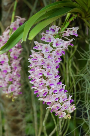 Aerides orchidの写真素材