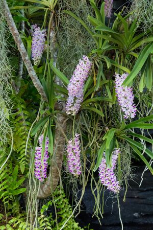 Aerides orchidの写真素材