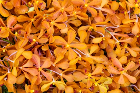 Yellow Ascocentrum Orchidの写真素材