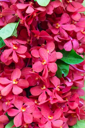 Red Ascocentrum Orchidの写真素材