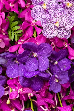 Vanda Orchidの写真素材