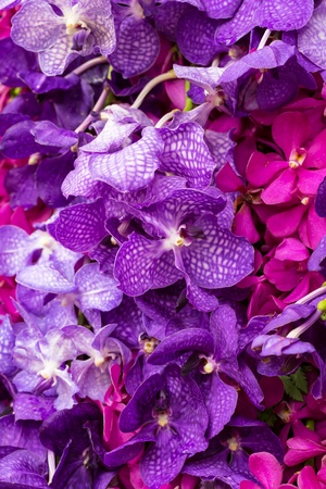 Vanda Orchidの写真素材