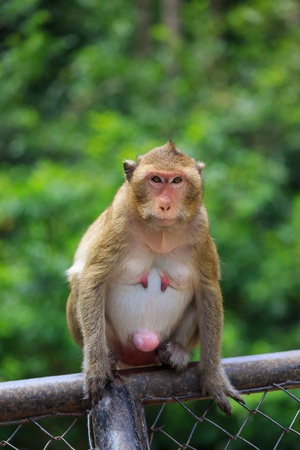 monkeyの写真素材