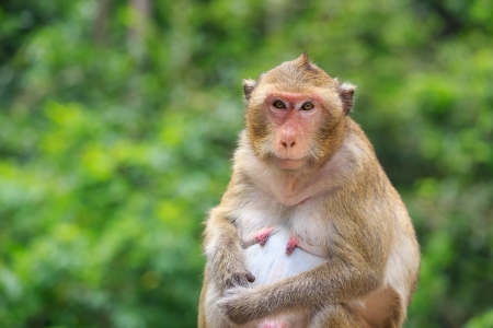 monkeyの写真素材