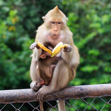 monkey familyの写真素材