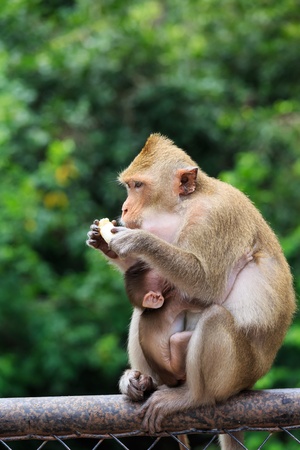 monkey familyの写真素材