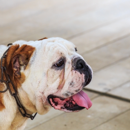 bulldog head portrait の写真素材