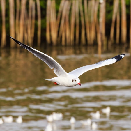 Flying seagull on beautiful sky backgroundの写真素材