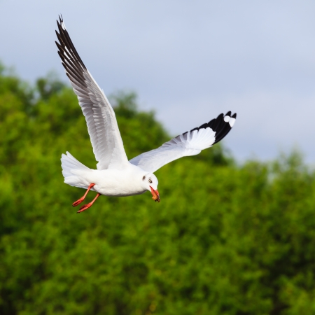 Flying seagull on beautiful sky の写真素材
