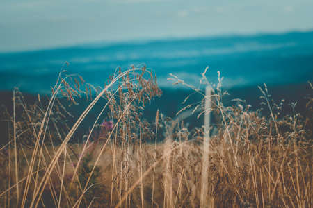 Golden grain on a background of mountains Golden ears of grain against the background of the Bieszczady Mountainsの写真素材