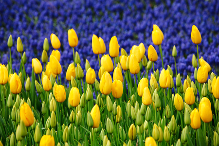 yellow tulips, in front of the blue muscari spring flowersの写真素材