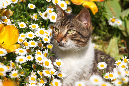 cat poses in daisies and tulips gardenの写真素材