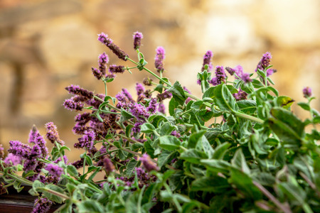 wild mint flower with purple flowerの写真素材