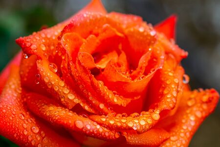 wet orange yellow rose with water drops closerの写真素材