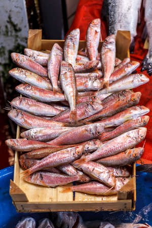 one case of tabby fish at the fishermen's bench