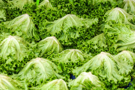 Lettuce green leafy vegetables at greengrocery stallの写真素材