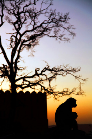 Monkey temple Galwar Bagh in Jaipur Indiaの写真素材