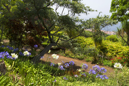 Famous Tropical Botanical Gardens in Funchal town, Madeira island, Portugalの写真素材